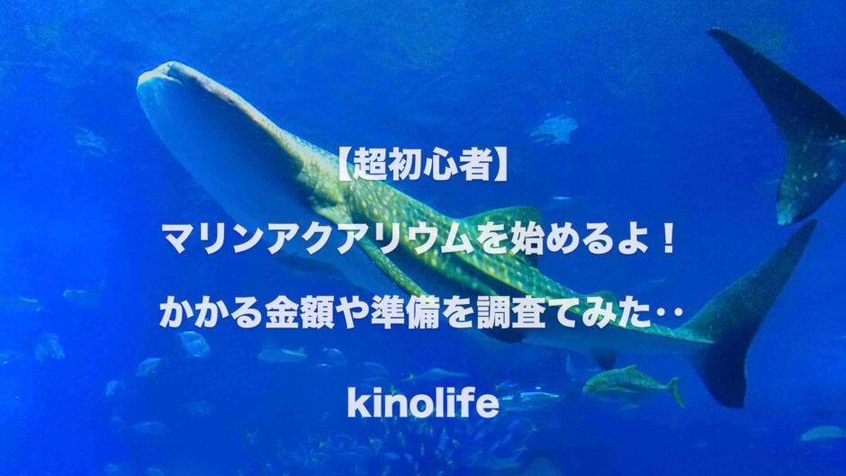 初心者が海水魚の60cm水槽立上げと飼育に挑戦 必要な機器や初期費用を調査 Kinolife キノライフ