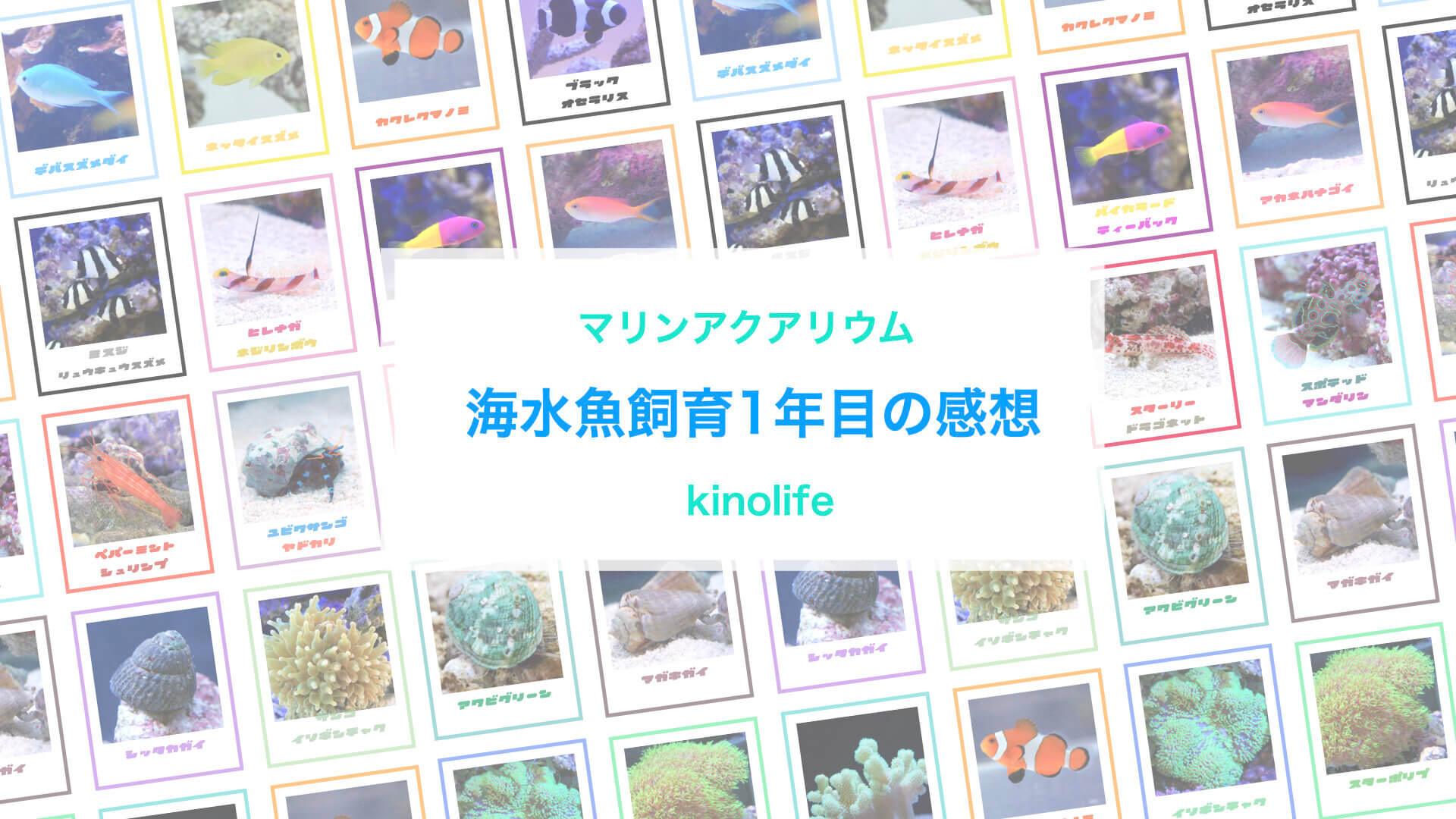 アクアリウム初心者が実際に海水魚を1年間飼育してわかったこと Kinolife キノライフ