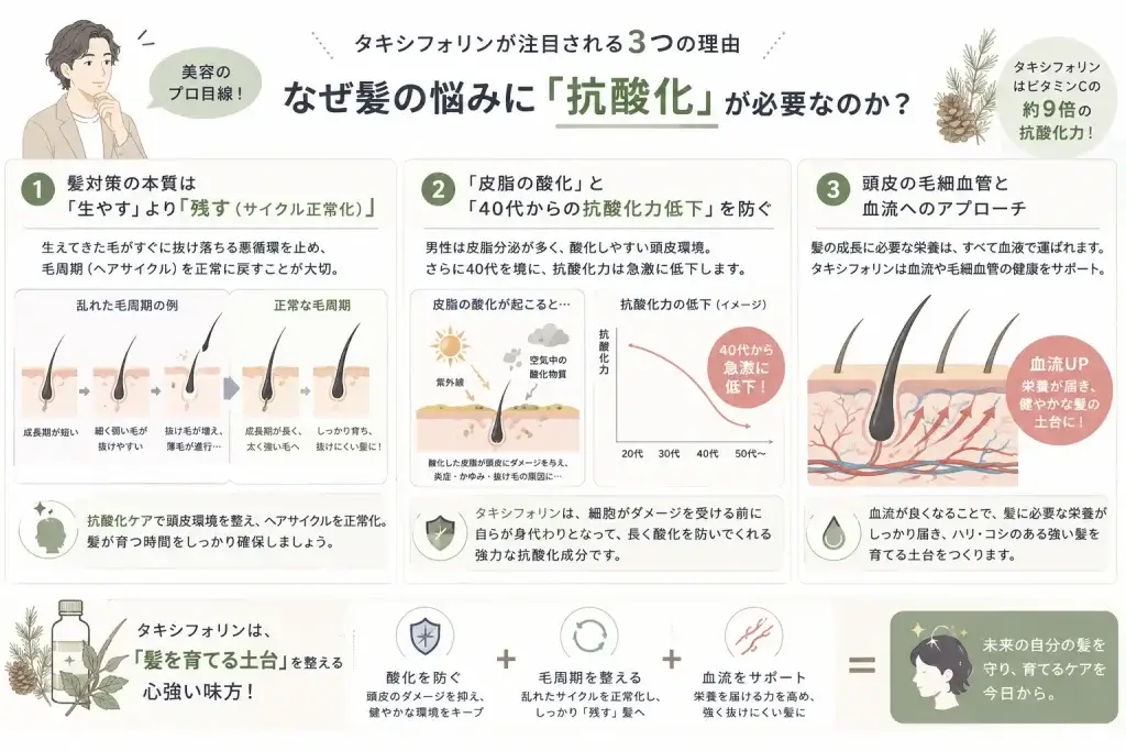 タキシフォリンによる抗酸化ケアが、毛周期の正常化、皮脂の酸化対策、頭皮の血流サポートにつながる仕組みをまとめたイラスト